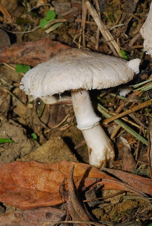 Leucoagaricus sp 10.jpg