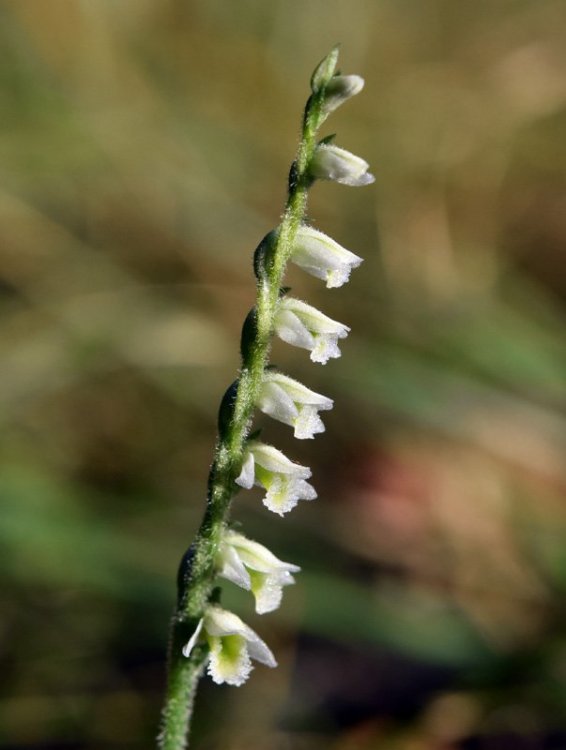 Spirantes spiralis (L.) Chevall. 1827 .2.jpg