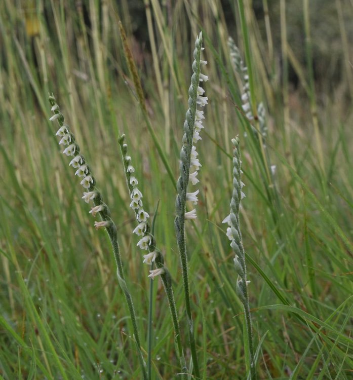 Spirantes spiralis (L.) Chevall. 1827 .14 Berici.jpg