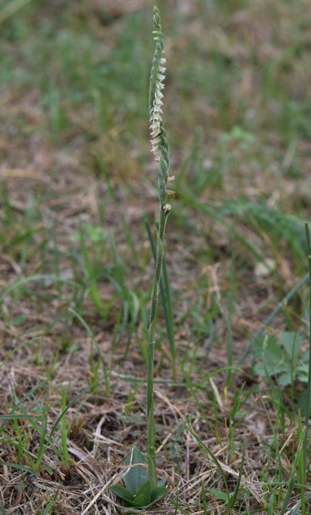 Spirantes spiralis (L.) Chevall. 1827 .7 Berici.jpg