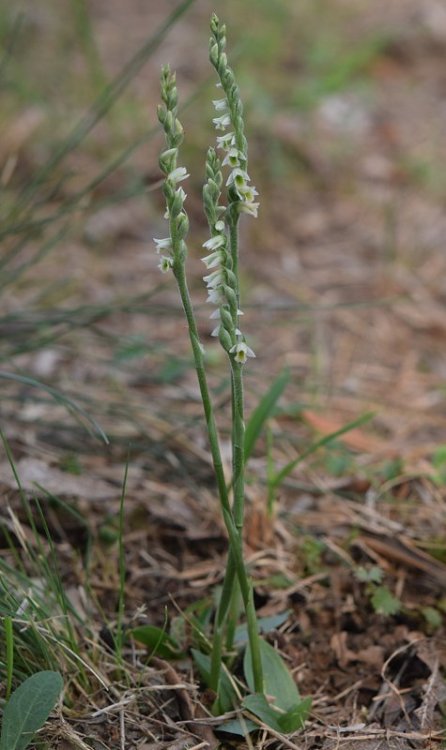 Spirantes spiralis (L.) Chevall. 1827 .13 Berici.jpg