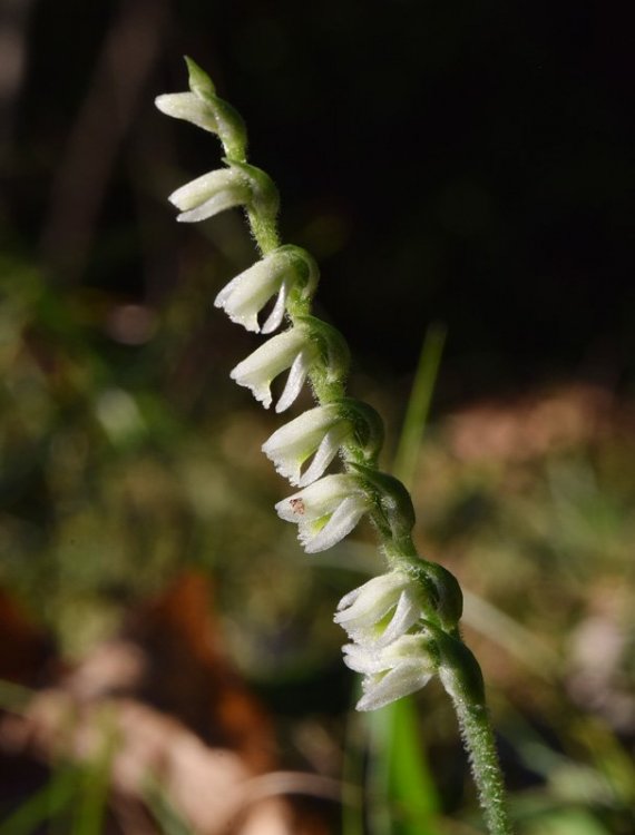 Spirantes spiralis (L.) Chevall. 1827 .4.jpg