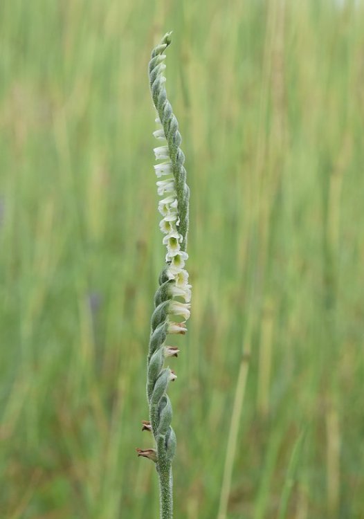 Spirantes spiralis (L.) Chevall. 1827 .68Berici.jpg