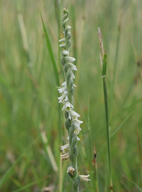 Spirantes spiralis (L.) Chevall. 1827 .10 Berici.jpg