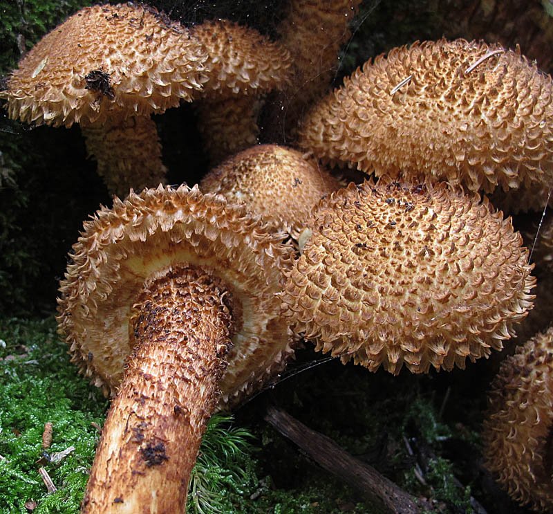 Pholiota squarrosa (Vahl) P. Kumm. 5.jpg