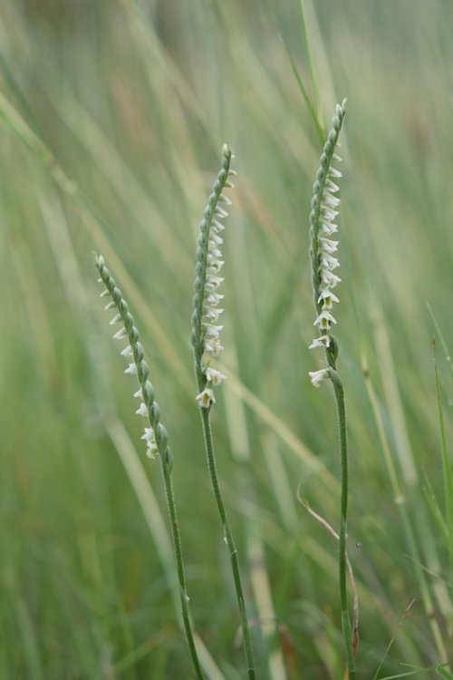 Spirantes spiralis (L.) Chevall. 1827 .11 Berici.jpg