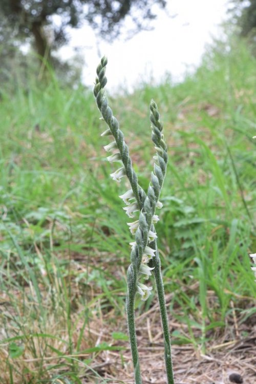 Spirantes spiralis (L.) Chevall. 1827 .15 Berici.jpg