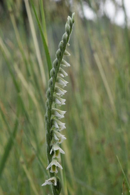 Spirantes spiralis (L.) Chevall. 1827 .9 Berici.jpg