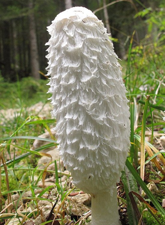 Coprinus comatus (Mull.; Fr.) Pers. 2.jpg