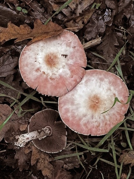 Agaricus phaeolepidotus 04.jpg