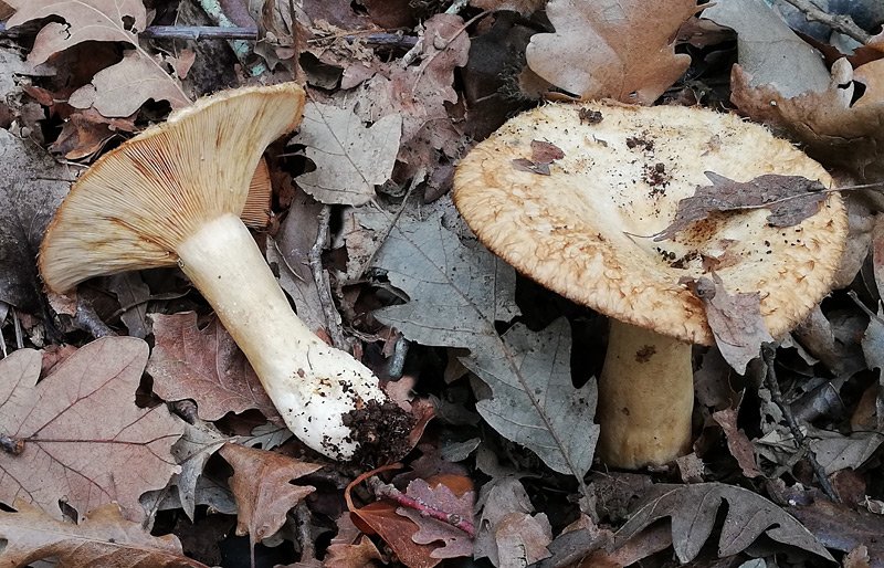 Lactarius mairei 01-2.jpg