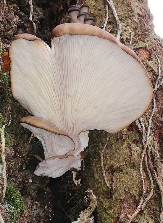 Pleurotus ostreatus 09.jpg