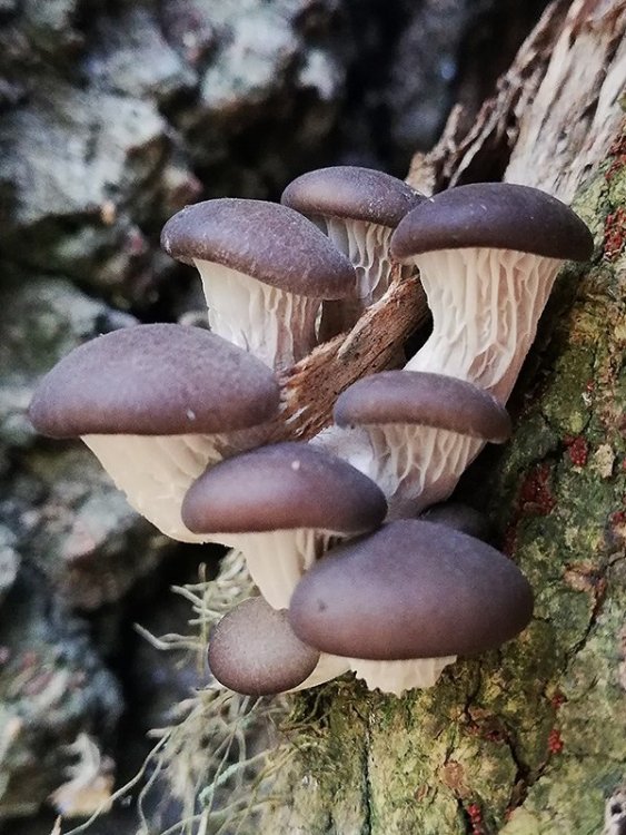 Pleurotus ostreatus 03.jpg