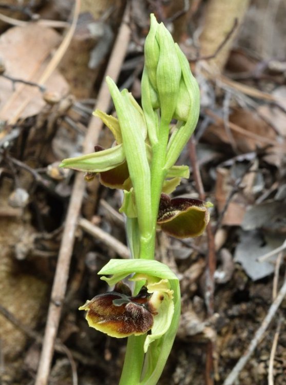 Ophrys sphegodes subsp. sphegodes Miller 1768. 4.jpg