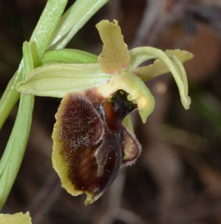 Ophrys sphegodes subsp. sphegodes Miller 1768. 7.jpg