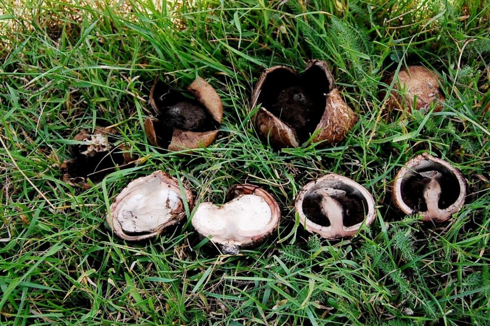 Geastrum melanocephalum coste m. vettore 24-07-2008 3.jpg