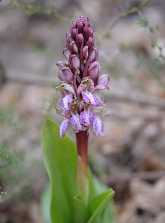 Himantoglossum robertianum (Loisel) P. Delforge 2.jpg