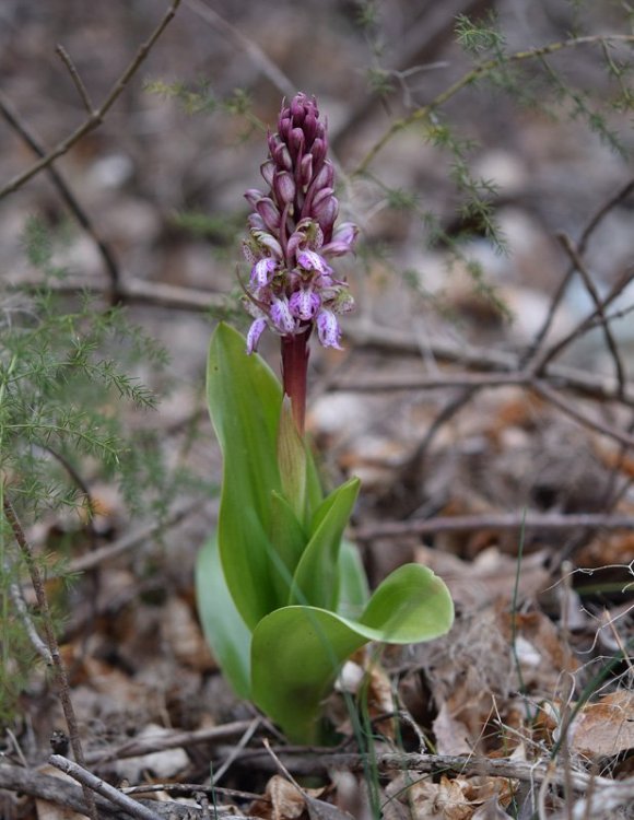 Himantoglossum robertianum (Loisel) P. Delforge 1.jpg