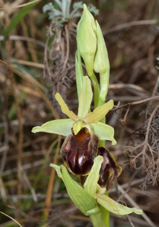 Ophrys sphegodes subsp. sphegodes Miller 1768. 5.jpg