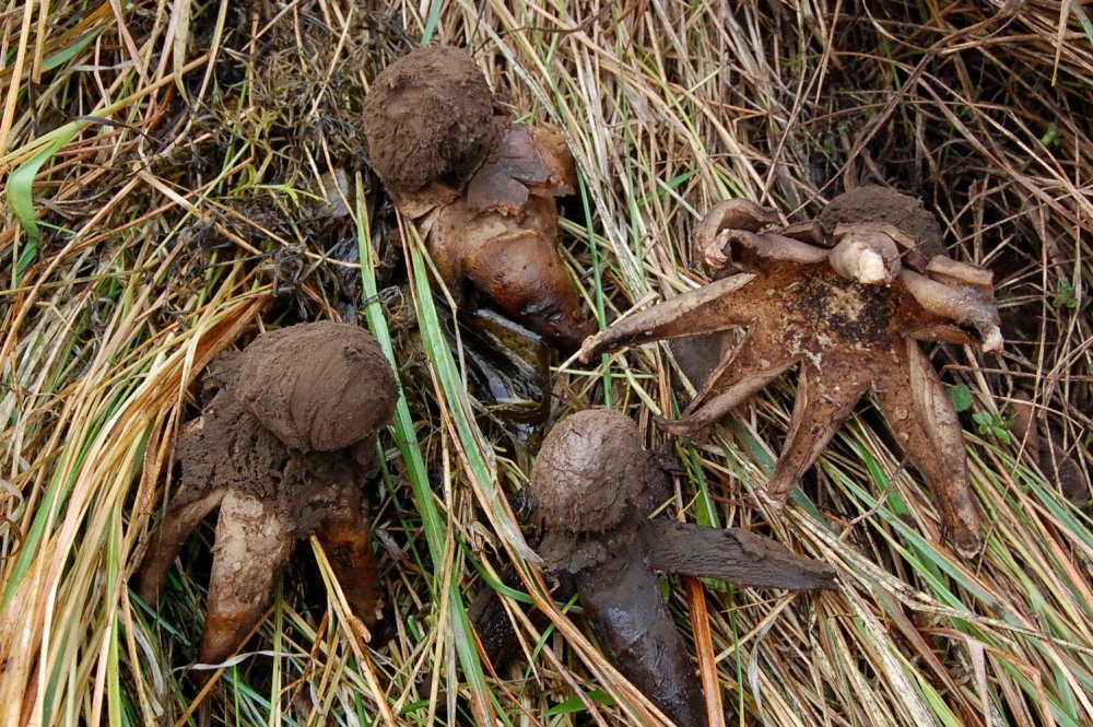 Geastrum melanocephalum 19 10 2009.jpg