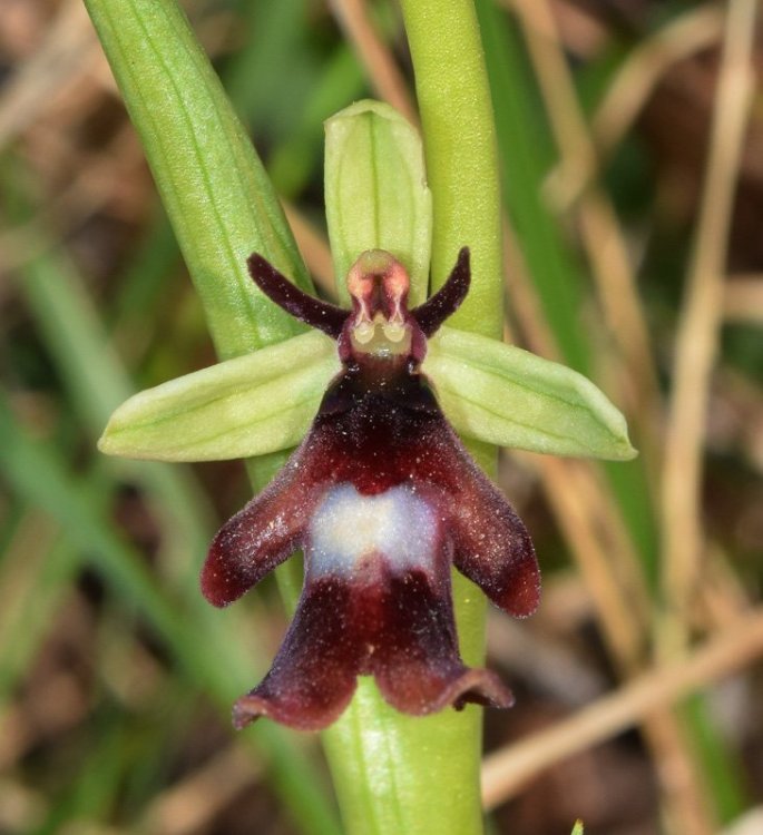 Ophrys insctifera L. 1753. 2.jpg