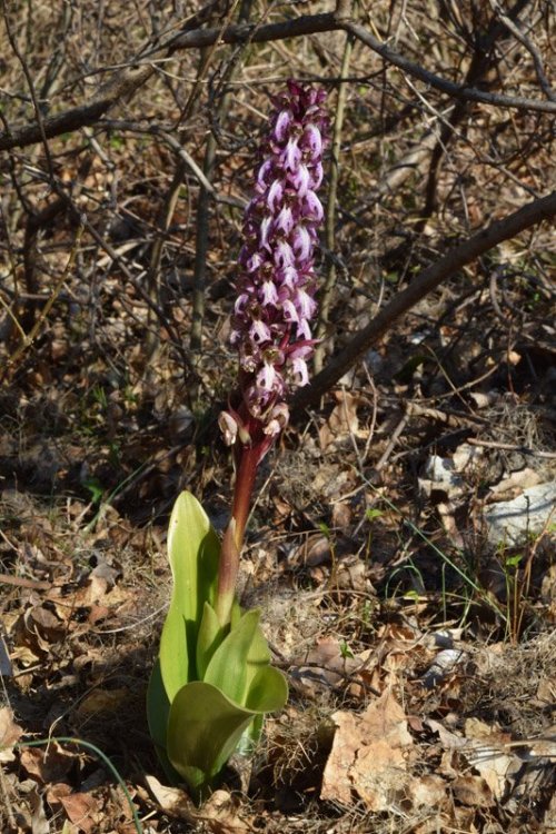 Himantoglossum robertianum (Loisel) P. Delforge 12.jpg