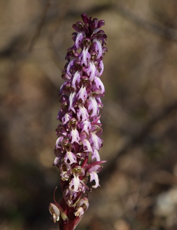 Himantoglossum robertianum (Loisel) P. Delforge 14.jpg