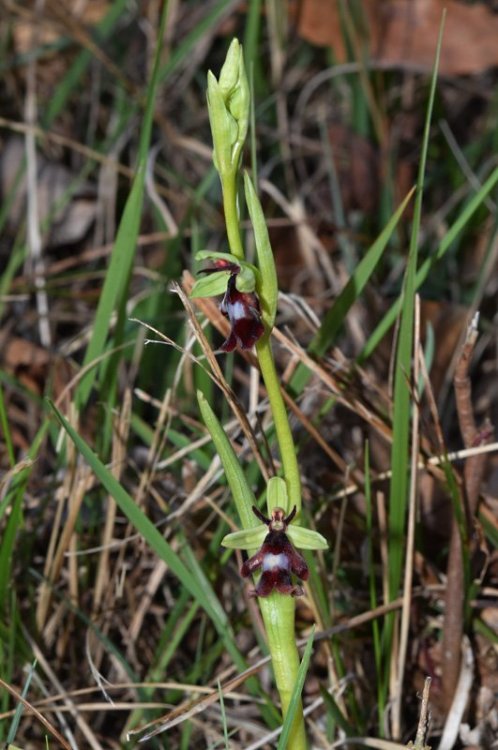 Ophrys insctifera L. 1753. 1.jpg