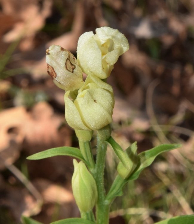 Cephalanthera damasonium (Mill.) Druce 1906. 3.jpg