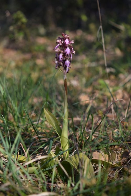 Himantoglossum robertianum (Loisel) P. Delforge 15.jpg