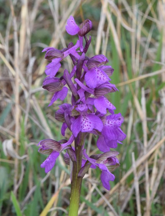 Orchis morio L. 4.jpg