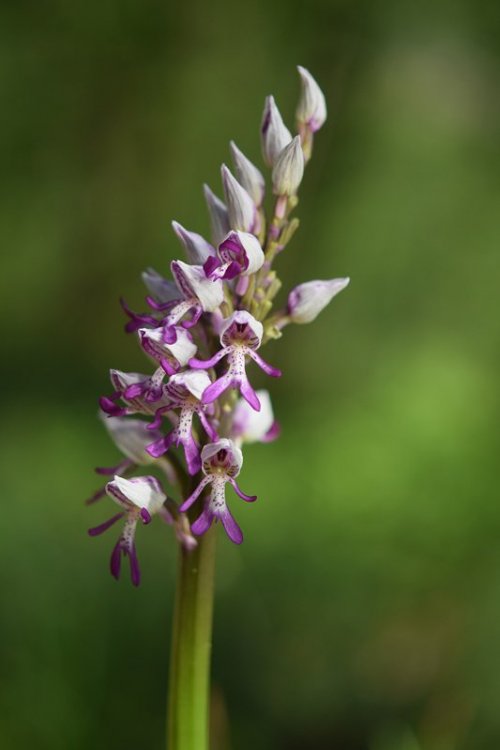 Orchis x Beyrichii ( Orchis militaris x Orchis simia ). 2.jpg