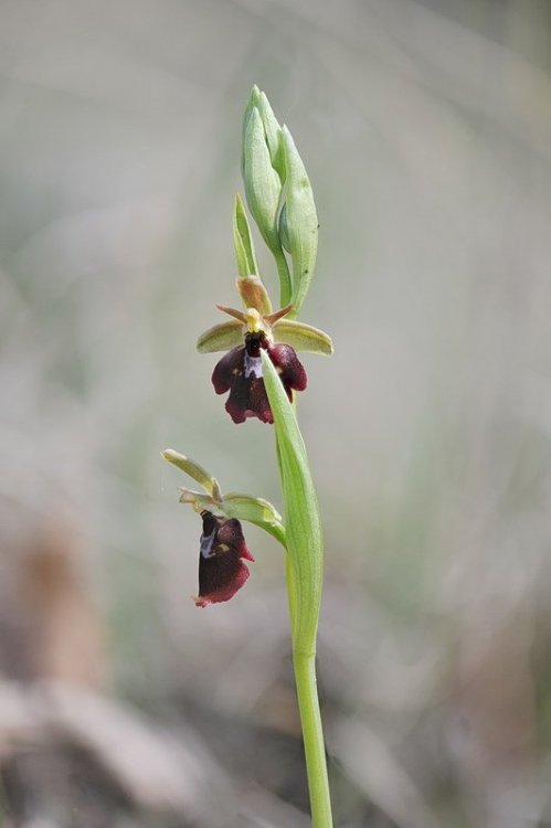 Ophrys×devenensis.jpg