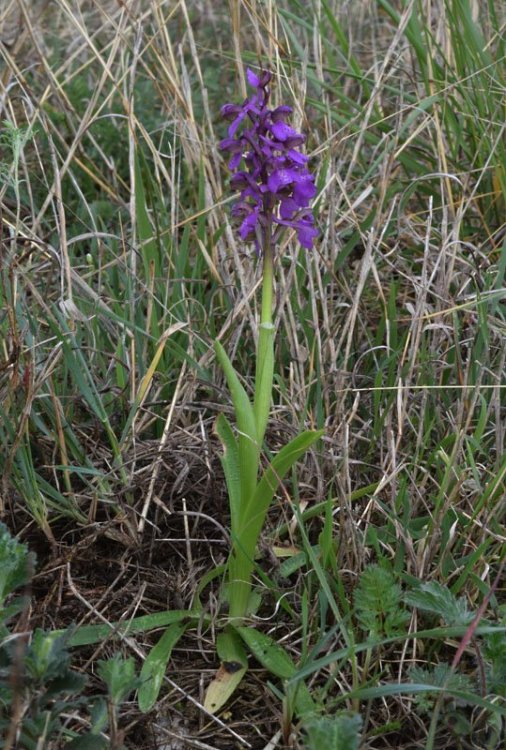 Orchis morio L. 3.jpg