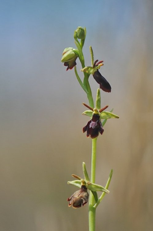 Ophrys_×hybrida1.jpg