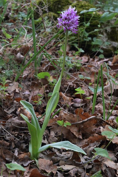 Orchis simia Lam. 1.jpg