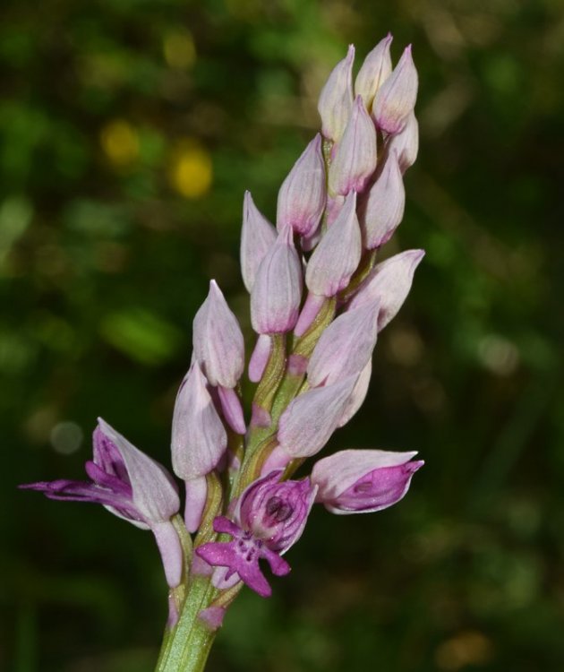 Orchis militaris L. 1753. 2.jpg