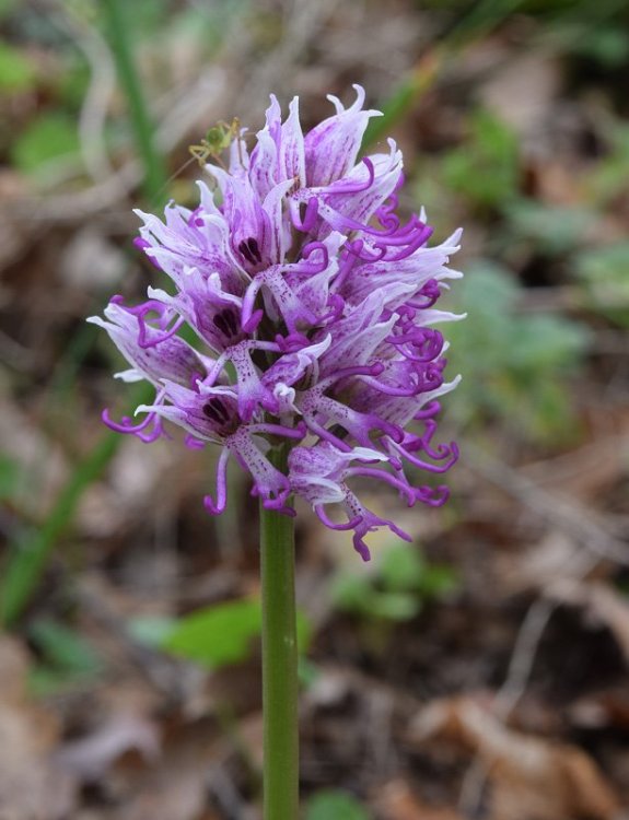 Orchis simia Lam. 2.jpg