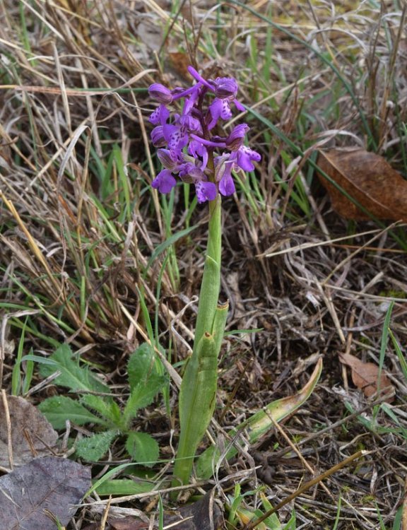 Orchis morio L. 1.jpg