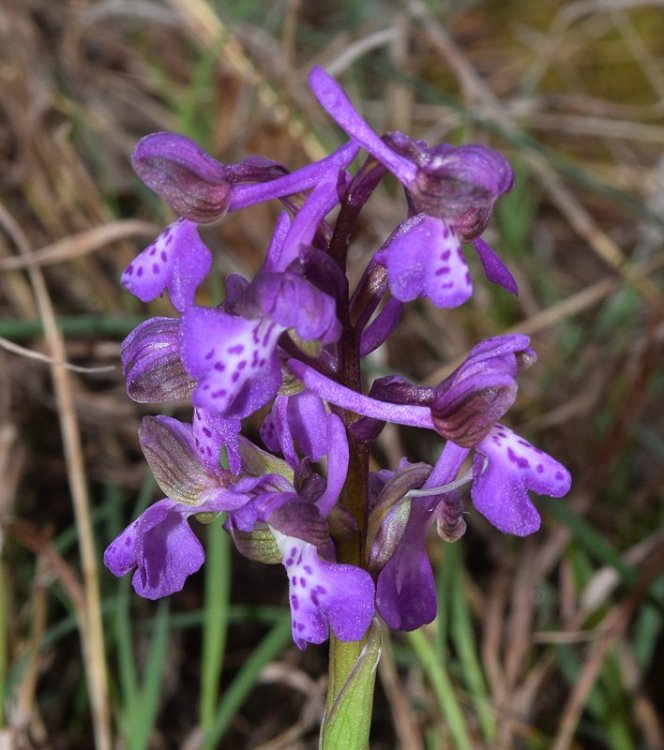 Orchis morio L. 2.jpg