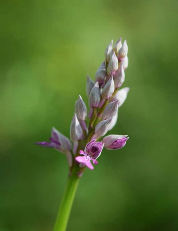 Orchis militaris L. 1753. 1.jpg