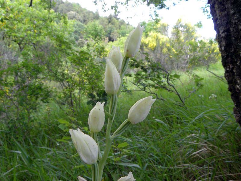 Cephalanthera damasonium.jpg