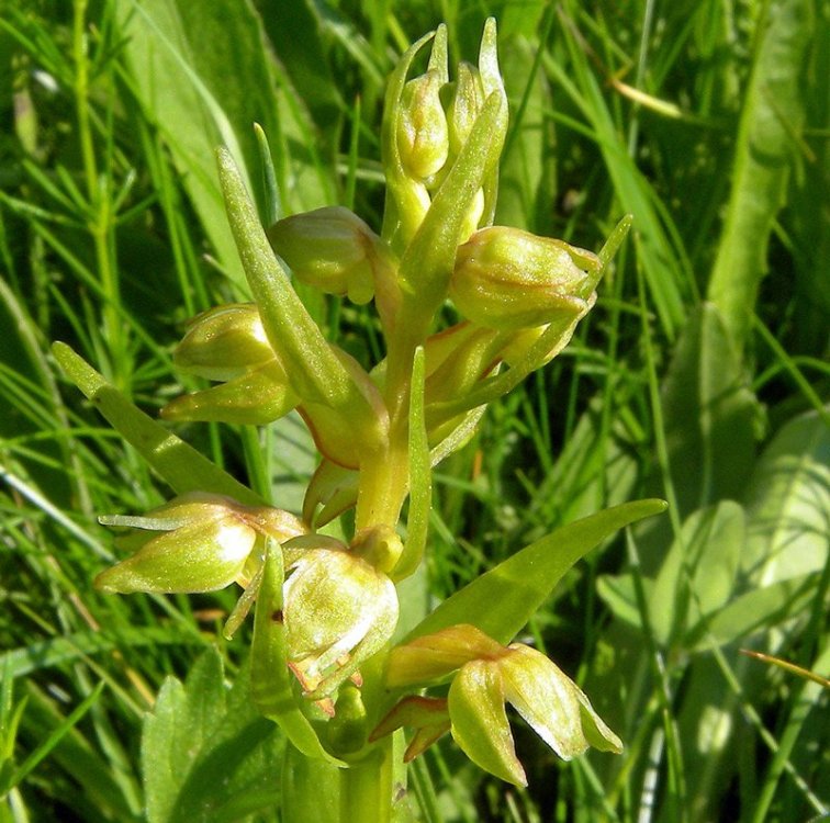 Coeloglossum viride.jpg