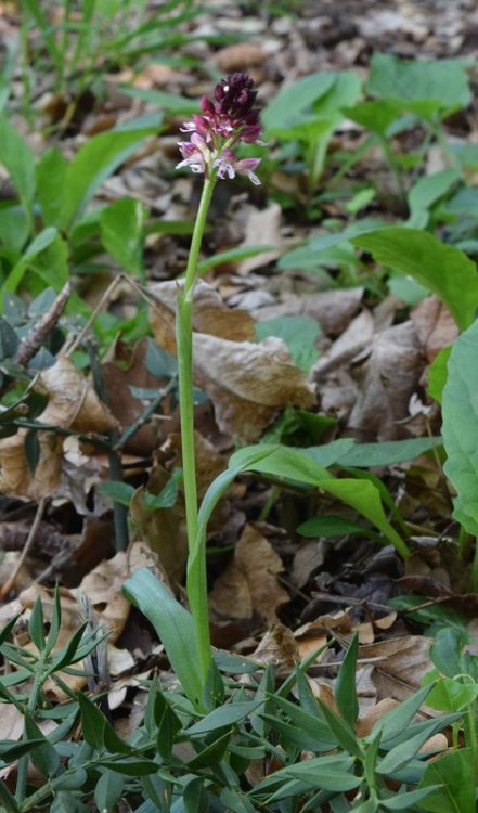 Neotinea ustulata (L.) R.M. Bateman, Pridgeon & M.W. Chase.1997 2.jpg