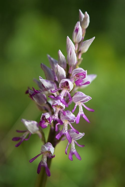 Orchis x Beyrichii ( Orchis militaris x Orchis simia ). 3.jpg