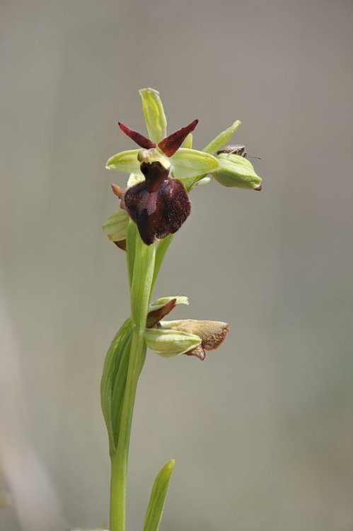 Ophrys_×hybrida.jpg