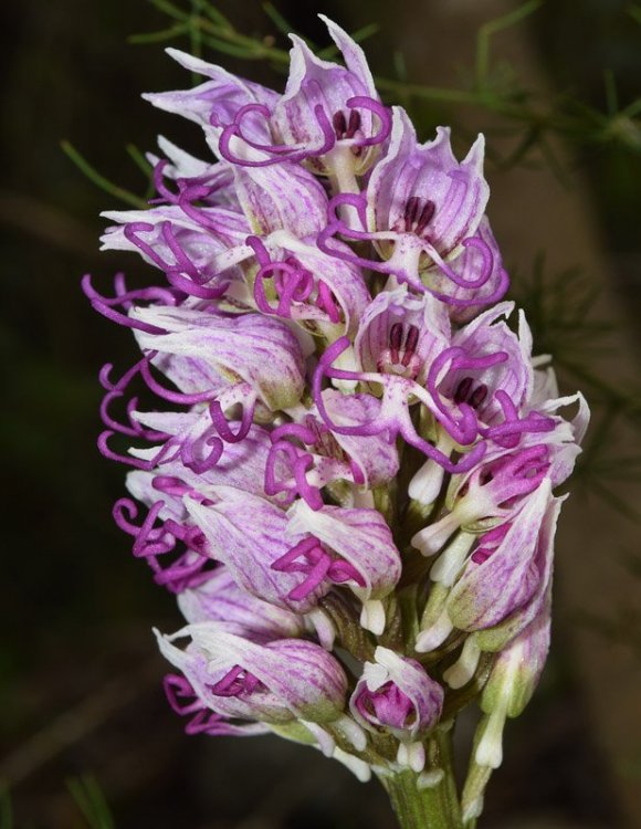 Orchis simia Lam. 5.jpg