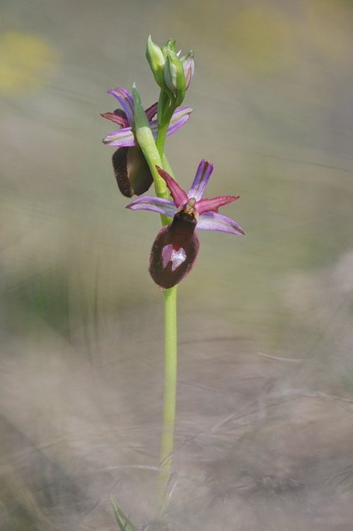 Ophrys_benacensis.jpg