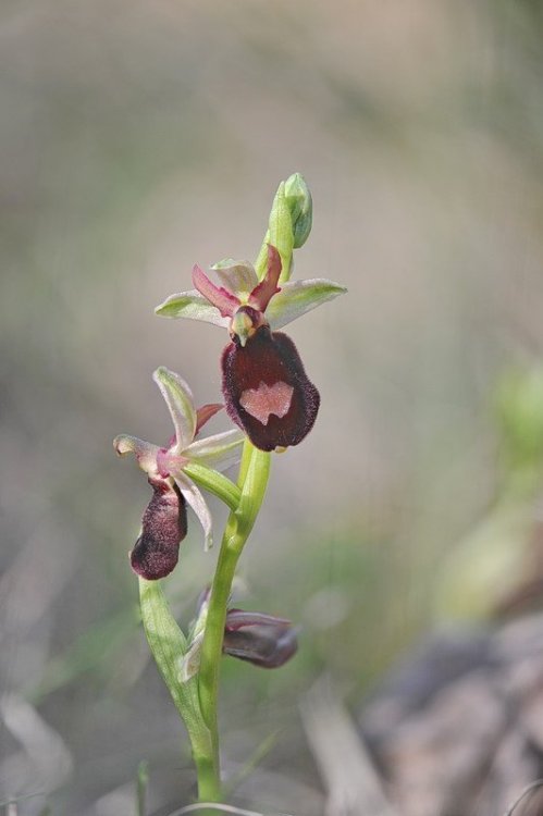 Ophrys_benacensis1.jpg