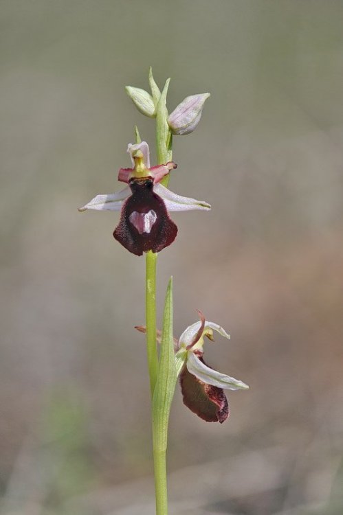 Ophrys_benacensis2.jpg